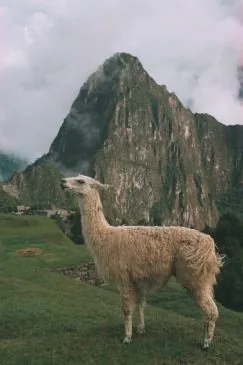 Llama andina en Machu Picchu, imagen que alude al nombre del modelo de lenguaje Llama 3 de Meta y su contexto andino