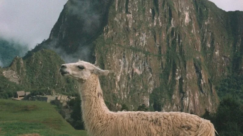 Llama 3: Meta’s New Open Standard