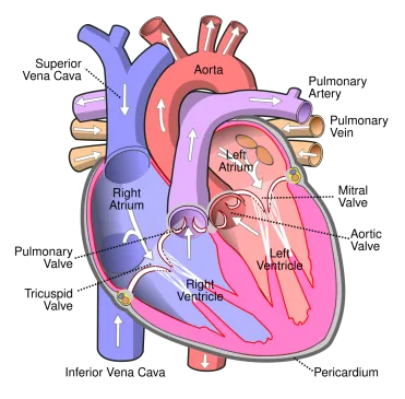 Diagrama del corazón humano, que ilustra el tipo de órgano que los gemelos digitales cardíacos de Siemens Healthineers y Dassault Systèmes buscan modelar computacionalmente