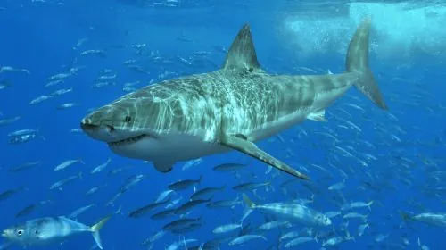 Tiburón blanco navegando, metáfora visual del desarrollador productivo de 2026 que combina varias herramientas IA especializadas con disciplina y criterio